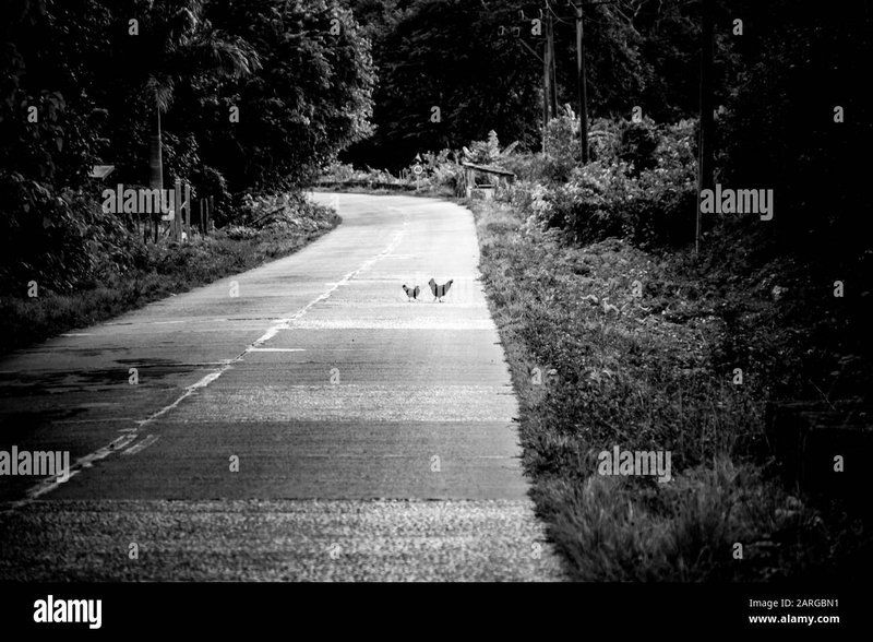 Learn about jugar chicken road